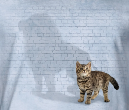 (image for) Shadow of Power Cat T-Shirt